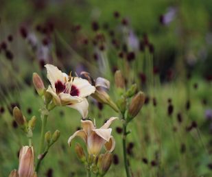  Hemerocallis & Sanguisorba Garden Flora Botnia Plant