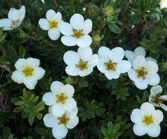Dasiphora fruticosa McKay´s White