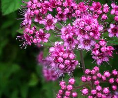 Spiraea japonica Lilly